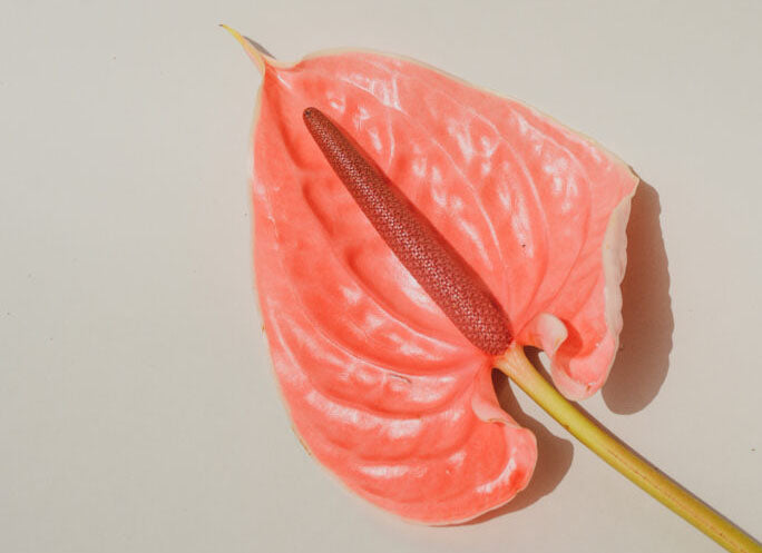 Doğal İçerikli Ürünler