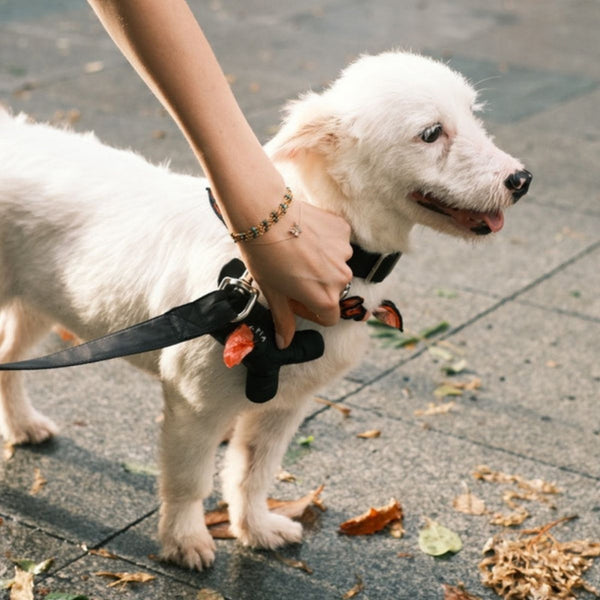 Osso Poop Bag Holder