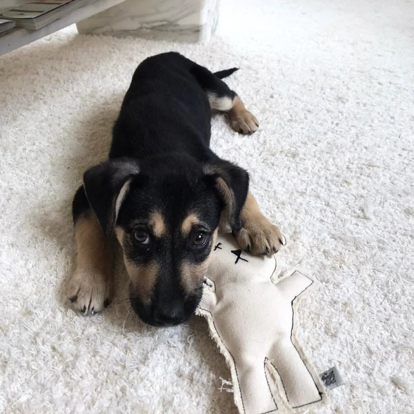 Robear El Yapımı Kedi + Köpek Oyuncağı