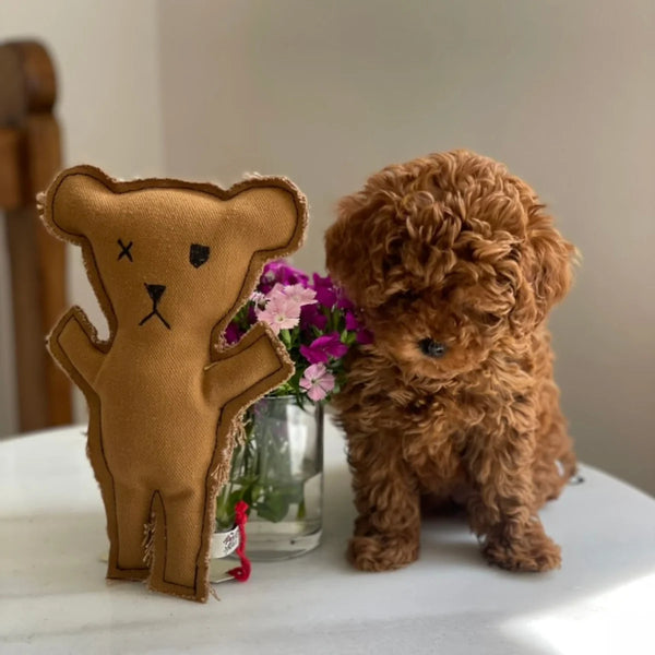 Robear El Yapımı Kedi + Köpek Oyuncağı