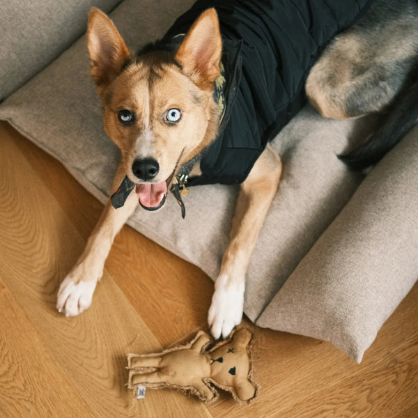 Robear El Yapımı Kedi + Köpek Oyuncağı